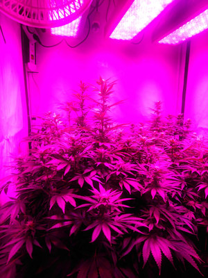 Bruce Banner 3 (Zamnesia Seeds) Feminisoidut Bruce Banner 3 (Zamnesia Seeds) Feminisoidut