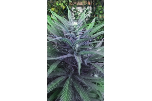 Kalini Asia (Zamnesia Seeds) Feminisoidut Kalini Asia (Zamnesia Seeds) Feminisoidut