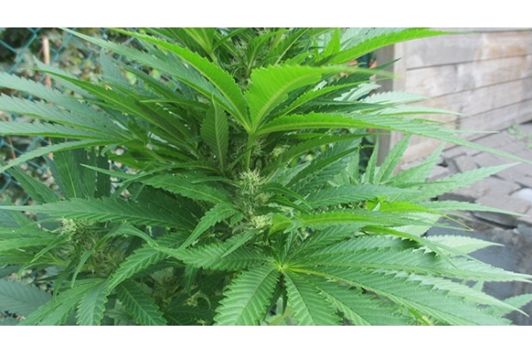 Kalini Asia (Zamnesia Seeds) Feminisoidut Kalini Asia (Zamnesia Seeds) Feminisoidut