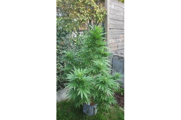 Kalini Asia (Zamnesia Seeds) Feminisoidut Kalini Asia (Zamnesia Seeds) Feminisoidut