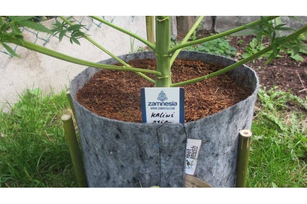 Kalini Asia (Zamnesia Seeds) Feminisoidut Kalini Asia (Zamnesia Seeds) Feminisoidut