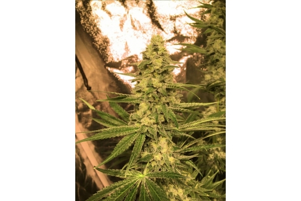 Larry Bird Kush (Zamnesia Seeds) -Feminisoidut siemenet Larry Bird Kush (Zamnesia Seeds) -Feminisoidut siemenet