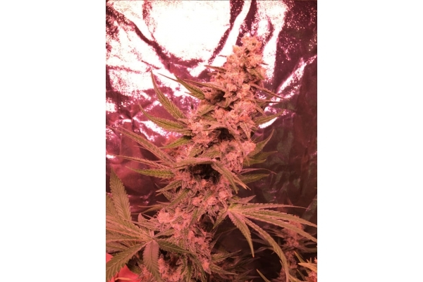 Larry Bird Kush (Zamnesia Seeds) -Feminisoidut siemenet Larry Bird Kush (Zamnesia Seeds) -Feminisoidut siemenet
