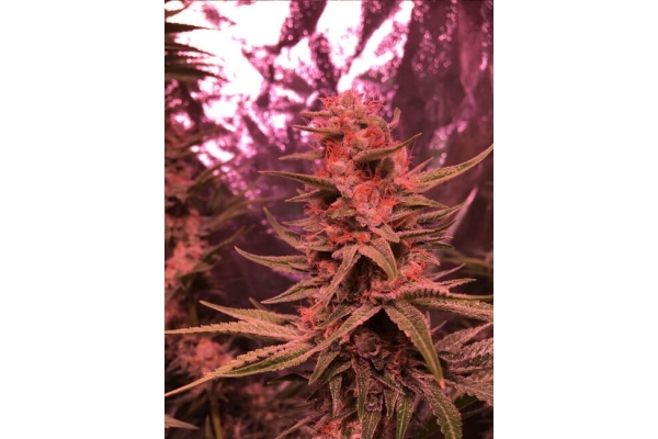 Larry Bird Kush (Zamnesia Seeds) -Feminisoidut siemenet Larry Bird Kush (Zamnesia Seeds) -Feminisoidut siemenet