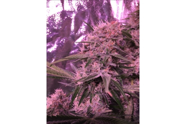 Larry Bird Kush (Zamnesia Seeds) -Feminisoidut siemenet Larry Bird Kush (Zamnesia Seeds) -Feminisoidut siemenet