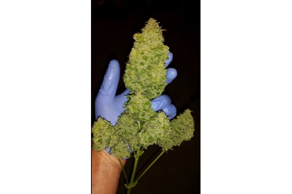 Larry Bird Kush (Zamnesia Seeds) -Feminisoidut siemenet Larry Bird Kush (Zamnesia Seeds) -Feminisoidut siemenet