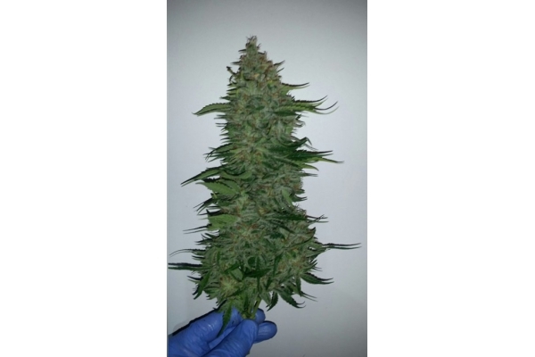 Larry Bird Kush (Zamnesia Seeds) -Feminisoidut siemenet Larry Bird Kush (Zamnesia Seeds) -Feminisoidut siemenet