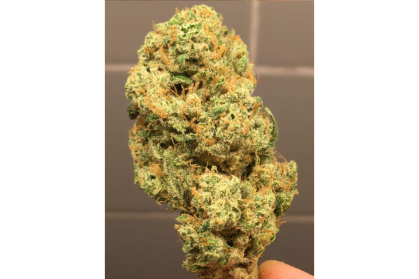 Larry Bird Kush (Zamnesia Seeds) -Feminisoidut siemenet Larry Bird Kush (Zamnesia Seeds) -Feminisoidut siemenet
