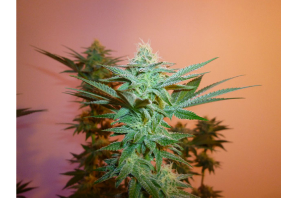 Larry Bird Kush (Zamnesia Seeds) -Feminisoidut siemenet Larry Bird Kush (Zamnesia Seeds) -Feminisoidut siemenet