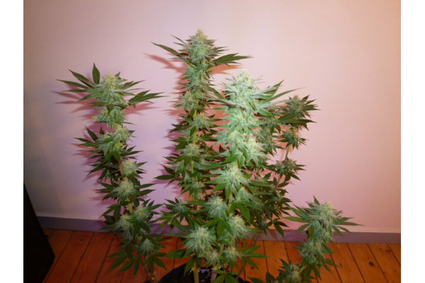 Larry Bird Kush (Zamnesia Seeds) -Feminisoidut siemenet Larry Bird Kush (Zamnesia Seeds) -Feminisoidut siemenet