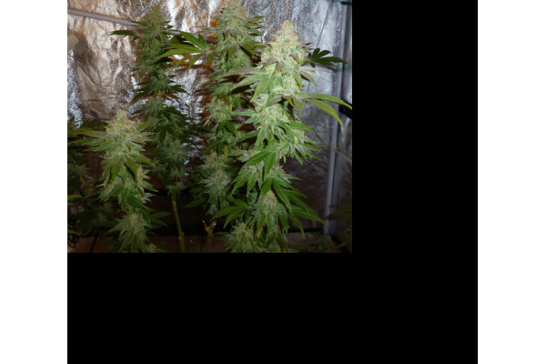 Larry Bird Kush (Zamnesia Seeds) -Feminisoidut siemenet Larry Bird Kush (Zamnesia Seeds) -Feminisoidut siemenet