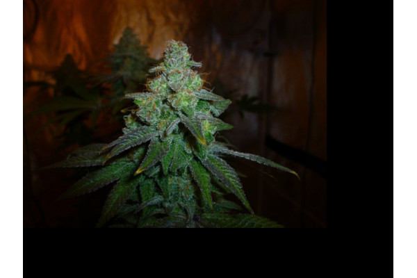 Larry Bird Kush (Zamnesia Seeds) -Feminisoidut siemenet Larry Bird Kush (Zamnesia Seeds) -Feminisoidut siemenet