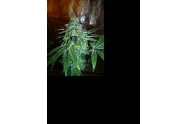 Larry Bird Kush (Zamnesia Seeds) -Feminisoidut siemenet Larry Bird Kush (Zamnesia Seeds) -Feminisoidut siemenet