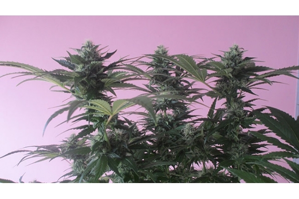 Sticky Beast (Zamnesia Seeds) Feminisoidut Sticky Beast (Zamnesia Seeds) Feminisoidut