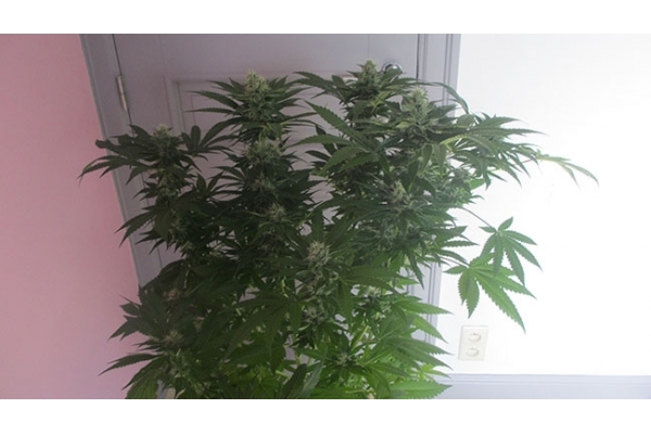 Sticky Beast (Zamnesia Seeds) Feminisoidut Sticky Beast (Zamnesia Seeds) Feminisoidut