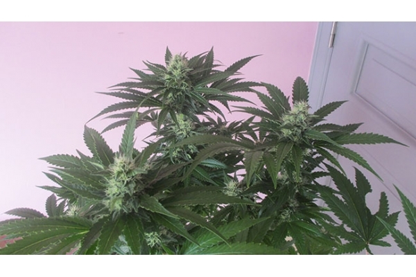 Sticky Beast (Zamnesia Seeds) Feminisoidut Sticky Beast (Zamnesia Seeds) Feminisoidut