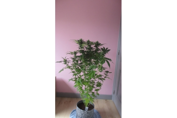 Sticky Beast (Zamnesia Seeds) Feminisoidut Sticky Beast (Zamnesia Seeds) Feminisoidut