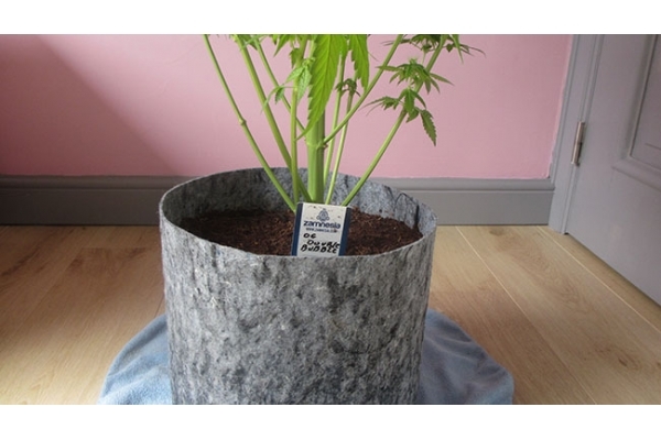 Sticky Beast (Zamnesia Seeds) Feminisoidut Sticky Beast (Zamnesia Seeds) Feminisoidut