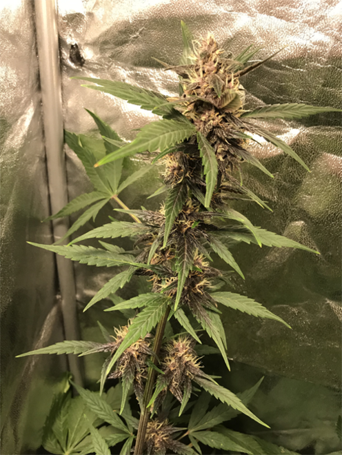 Auto Purple CousKush (Zamnesia Seeds) Feminisoidut Auto Purple CousKush (Zamnesia Seeds) Feminisoidut