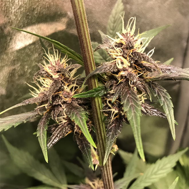Auto Purple CousKush (Zamnesia Seeds) Feminisoidut Auto Purple CousKush (Zamnesia Seeds) Feminisoidut