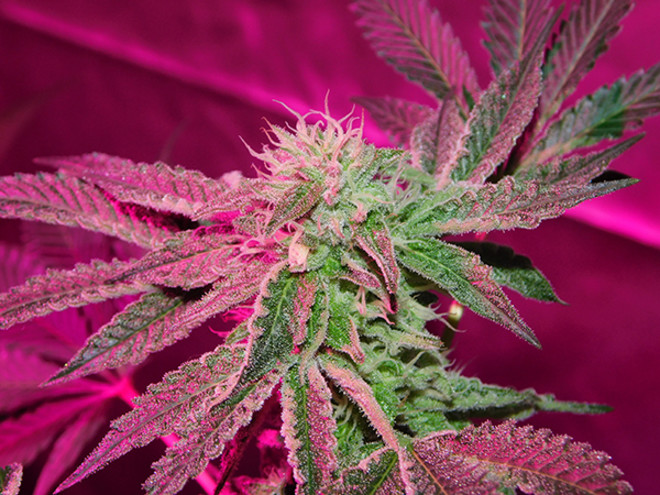 Gelato (Zamnesia Seeds) Feminisoidut Gelato (Zamnesia Seeds) Feminisoidut