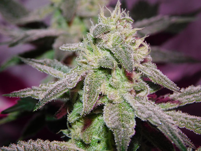 Gelato (Zamnesia Seeds) Feminisoidut Gelato (Zamnesia Seeds) Feminisoidut