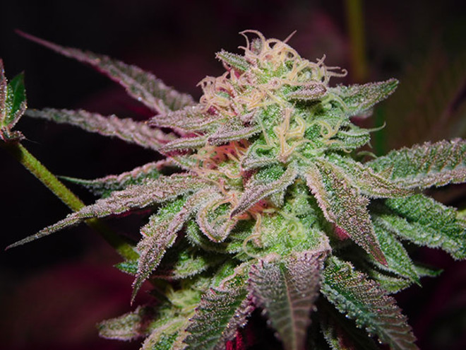 Gelato (Zamnesia Seeds) Feminisoidut Gelato (Zamnesia Seeds) Feminisoidut