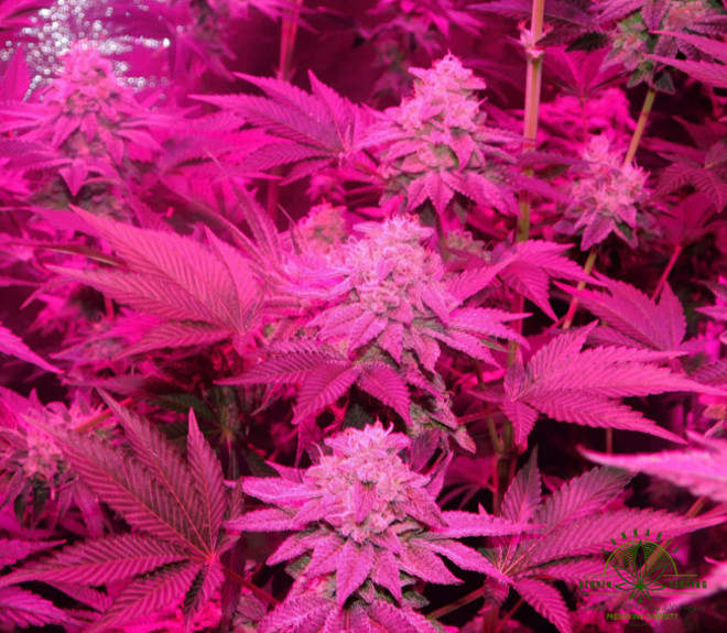 Gelato (Zamnesia Seeds) Feminisoidut Gelato (Zamnesia Seeds) Feminisoidut