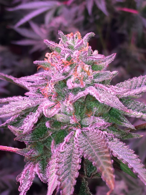 Gelato (Zamnesia Seeds) Feminisoidut Gelato (Zamnesia Seeds) Feminisoidut