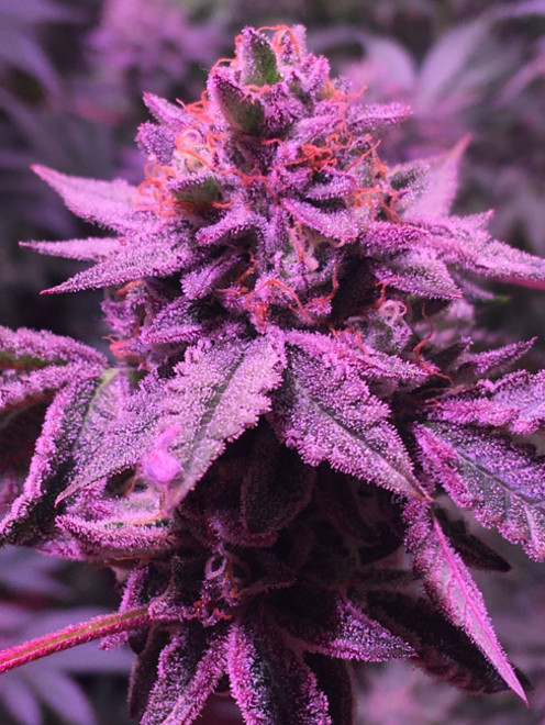 Gelato (Zamnesia Seeds) Feminisoidut Gelato (Zamnesia Seeds) Feminisoidut