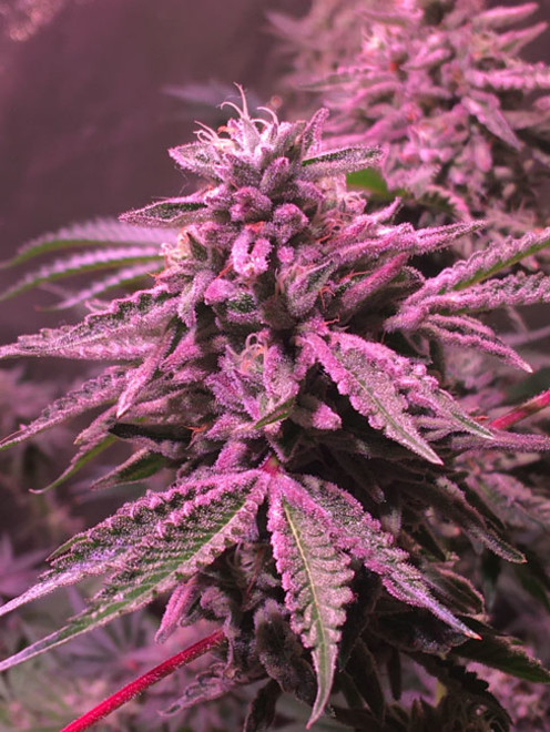 Gelato (Zamnesia Seeds) Feminisoidut Gelato (Zamnesia Seeds) Feminisoidut