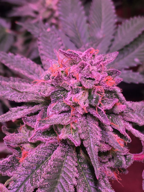 Gelato (Zamnesia Seeds) Feminisoidut Gelato (Zamnesia Seeds) Feminisoidut
