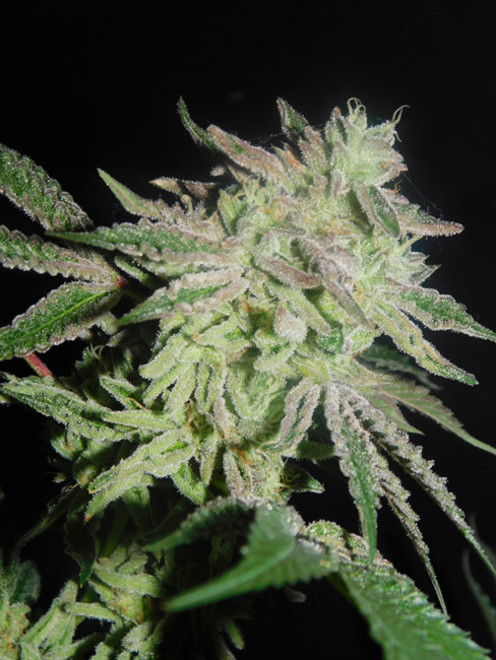 Gelato (Zamnesia Seeds) Feminisoidut Gelato (Zamnesia Seeds) Feminisoidut