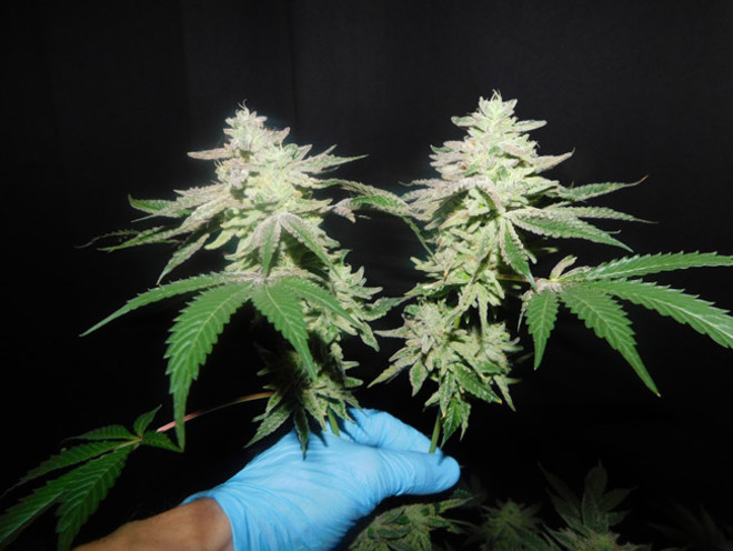 Gelato (Zamnesia Seeds) Feminisoidut Gelato (Zamnesia Seeds) Feminisoidut