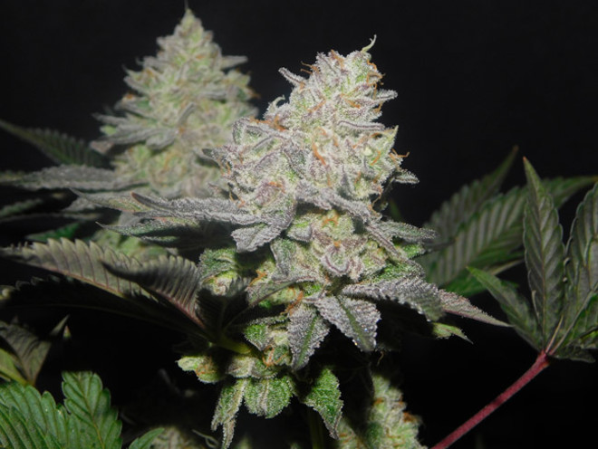 Gelato (Zamnesia Seeds) Feminisoidut Gelato (Zamnesia Seeds) Feminisoidut