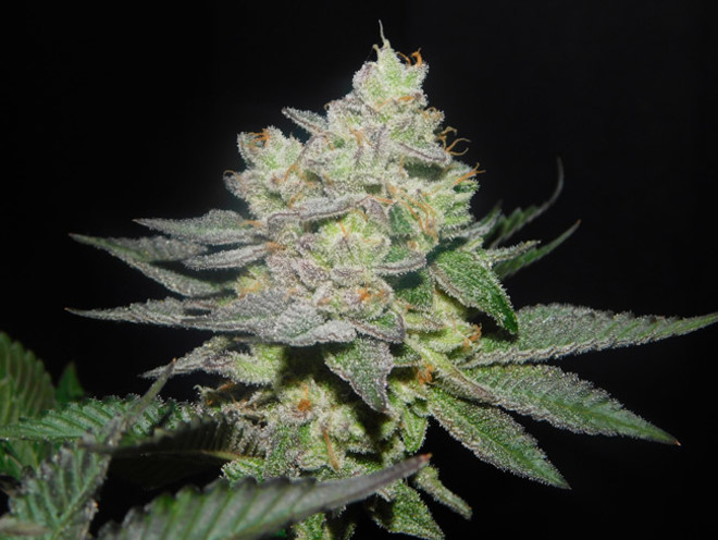 Gelato (Zamnesia Seeds) Feminisoidut Gelato (Zamnesia Seeds) Feminisoidut