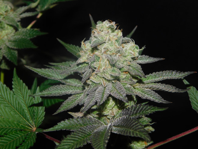 Gelato (Zamnesia Seeds) Feminisoidut Gelato (Zamnesia Seeds) Feminisoidut