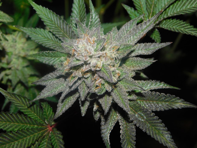 Gelato (Zamnesia Seeds) Feminisoidut Gelato (Zamnesia Seeds) Feminisoidut