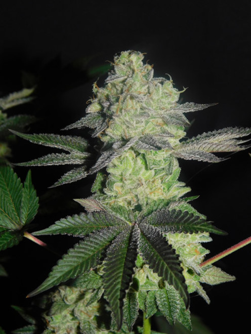 Gelato (Zamnesia Seeds) Feminisoidut Gelato (Zamnesia Seeds) Feminisoidut