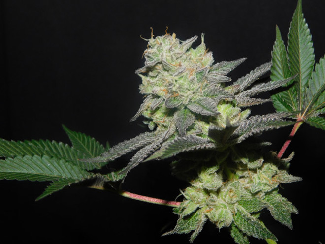 Gelato (Zamnesia Seeds) Feminisoidut Gelato (Zamnesia Seeds) Feminisoidut