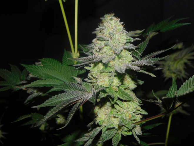 Gelato (Zamnesia Seeds) Feminisoidut Gelato (Zamnesia Seeds) Feminisoidut