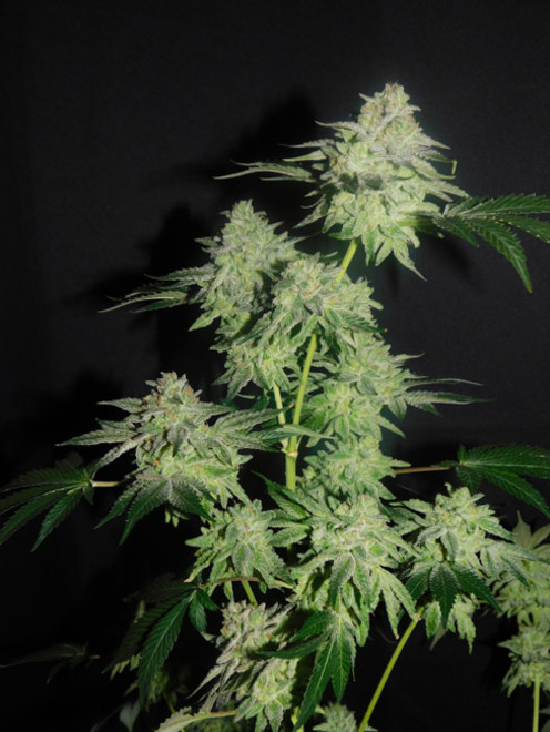 Gelato (Zamnesia Seeds) Feminisoidut Gelato (Zamnesia Seeds) Feminisoidut