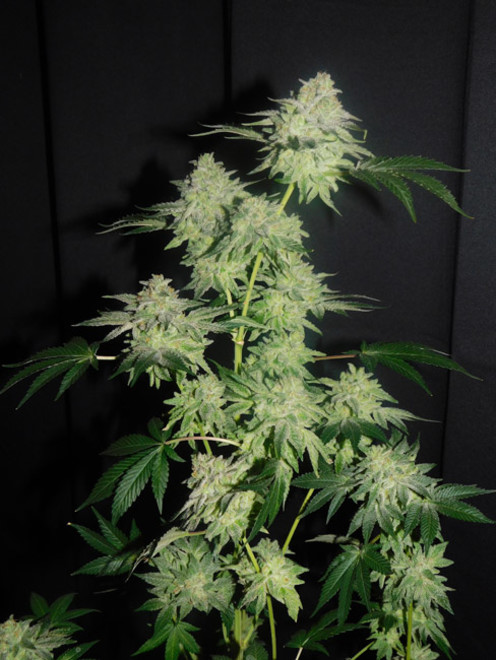 Gelato (Zamnesia Seeds) Feminisoidut Gelato (Zamnesia Seeds) Feminisoidut