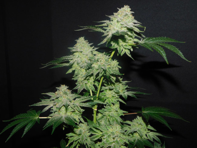 Gelato (Zamnesia Seeds) Feminisoidut Gelato (Zamnesia Seeds) Feminisoidut