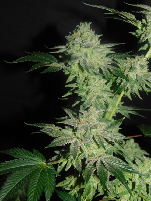 Gelato (Zamnesia Seeds) Feminisoidut Gelato (Zamnesia Seeds) Feminisoidut