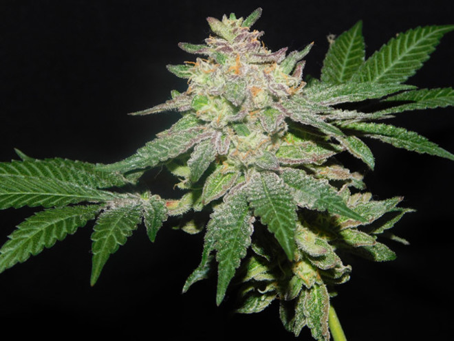 Gelato (Zamnesia Seeds) Feminisoidut Gelato (Zamnesia Seeds) Feminisoidut
