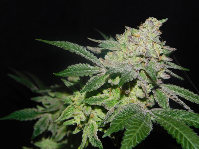 Gelato (Zamnesia Seeds) Feminisoidut Gelato (Zamnesia Seeds) Feminisoidut