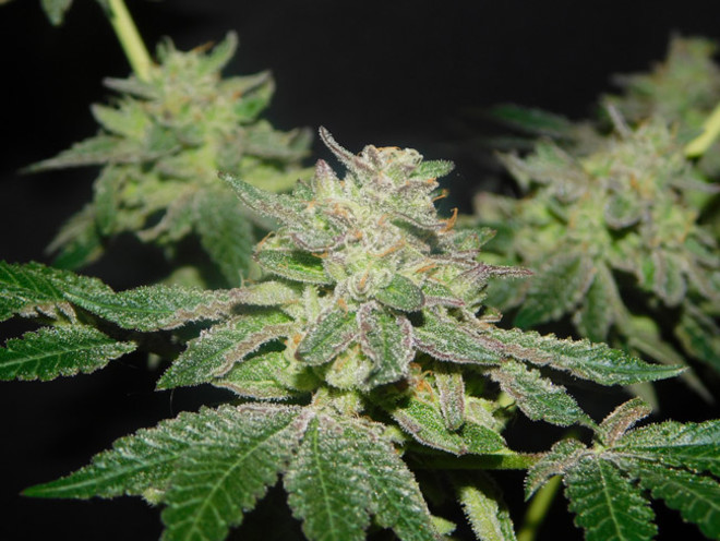 Gelato (Zamnesia Seeds) Feminisoidut Gelato (Zamnesia Seeds) Feminisoidut
