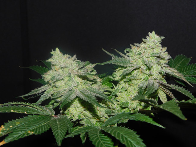 Gelato (Zamnesia Seeds) Feminisoidut Gelato (Zamnesia Seeds) Feminisoidut