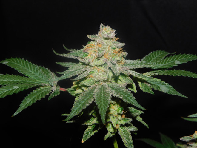 Gelato (Zamnesia Seeds) Feminisoidut Gelato (Zamnesia Seeds) Feminisoidut